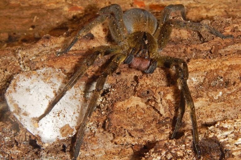 Chapada dos Veadeiros: aranha pode causar ereção que dura até 4 horas
